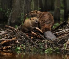 Picture of beavers