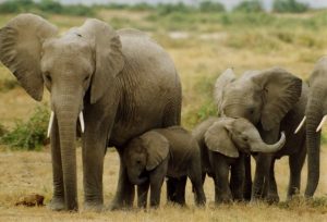 picture of elephants