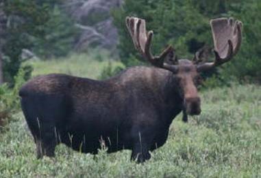 picture of moose