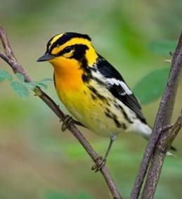 picture of Blackburnian Warbler