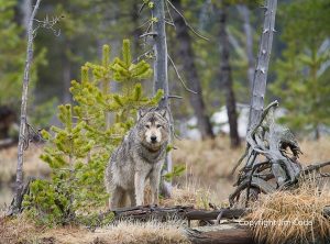 Wolf standing