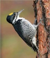 Back-backed woodpecker