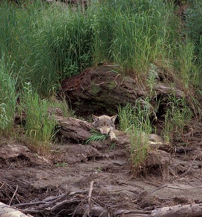 Grey Wolf (canis lupus) resting in front of den