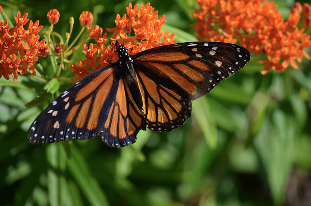 Monarch butterfly, Danaus plexippus, feeding on milkweed flowers.