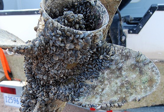 Zebra mussels, an invasive species of fresh water mussels, on the propeller of a boat.