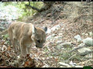 Puma in Southern California