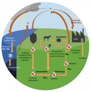 Example of a nitrogen cycle model