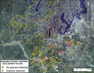 Ariel view of gopher survey plots