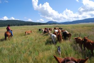 A range rider moves cattle along a fenceline within the Valles Caldera National Preserve. NPS Photo