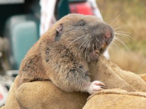 Mazama pocket gopher