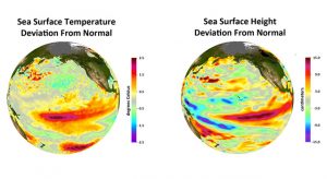 Deviations from normal sea surface temperatures (left) and sea surface heights (right) at the peak of the 2009-2010 central Pacific El Niño, as measured by NOAA polar orbiting satellites and NASA's Jason-1 spacecraft, respectively.