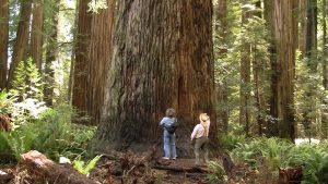 Magnificent Ancient Redwood Forest – near Crescent City, California