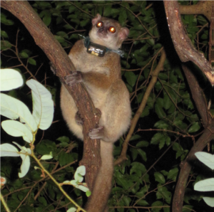 radio-collared lemur