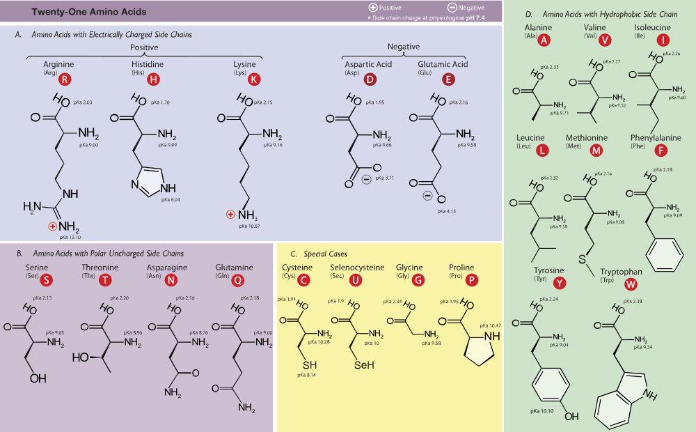 Lab 1 PROCEDURE Part 4 Biochemistry 551 Lab Manual
