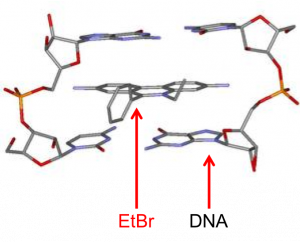Molecular structor of ethidium bromide intercalated into DNA. Arrows are used to show the EtBr and DNA structures.