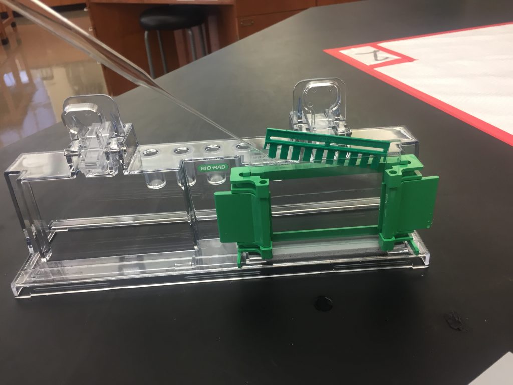 Lab 8 PROCEDURE Biochemistry 551 Lab Manual