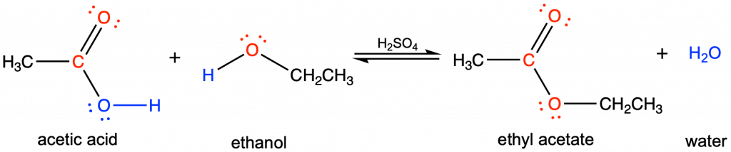 This figure has four structures, two reactants and two products. The first reactant has a central carbon attached to a C H 3 group to the left, a double bonded oxygen (with two lone pairs) to the top, and a single bond to oxygen to the right, which has two lone pairs and is single bonded to a hydrogen. Underneath is written acetic acid. The second structure has a central oxygen has two lone pairs with a single bond to hydrogen to the left and a C H 2 C H 3 group to the right. Underneath is written ethanol. Then there are equilibrium arrows with H 2 S O 4 written above it. The first product has a central carbon with a single bond to a C H 3 group, a double bond to oxygen (which has two lone pairs) and a single bond to an oxygen, which has two lone pairs which is single bonded to a C H 2 C H 3 group. Underneath is written ethyl acetate. The second product is H 2 O, underneath is written water.