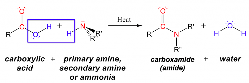 This figure has four structures, two reactants and two products. The first reactant has a central carbon with a single bond to a R group to the left, a double bond to oxygen (which has two lone pairs) to the top, and a single bond to oxygen to the right, which has two lone pairs and a single bond to hydrogen. Underneath is written carboxylic acid. The second structure has a central nitrogen with a lone pair, a single bond to hydrogen, and two single bonds to a R’ and a R” group, one of which is a dash and one of which is a wedge. Underneath is written “primary amine, secondary amine, or ammonia”. There is a single headed arrow pointing towards products with “Heat” written above it. The first product has a central carbon with a single bond to a R group to the left, a double bond to oxygen to the top (which has two lone pairs), a single bond to nitrogen with a lone pair and two single bonds, one to R’ and another to R”. Underneath is written carboxamide (amide). The second product has a central oxygen with two lone pairs and two single bonds to hydrogen. Underneath is written water.