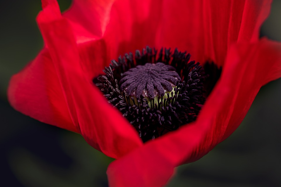 This is a photo of a red poppy flower.
