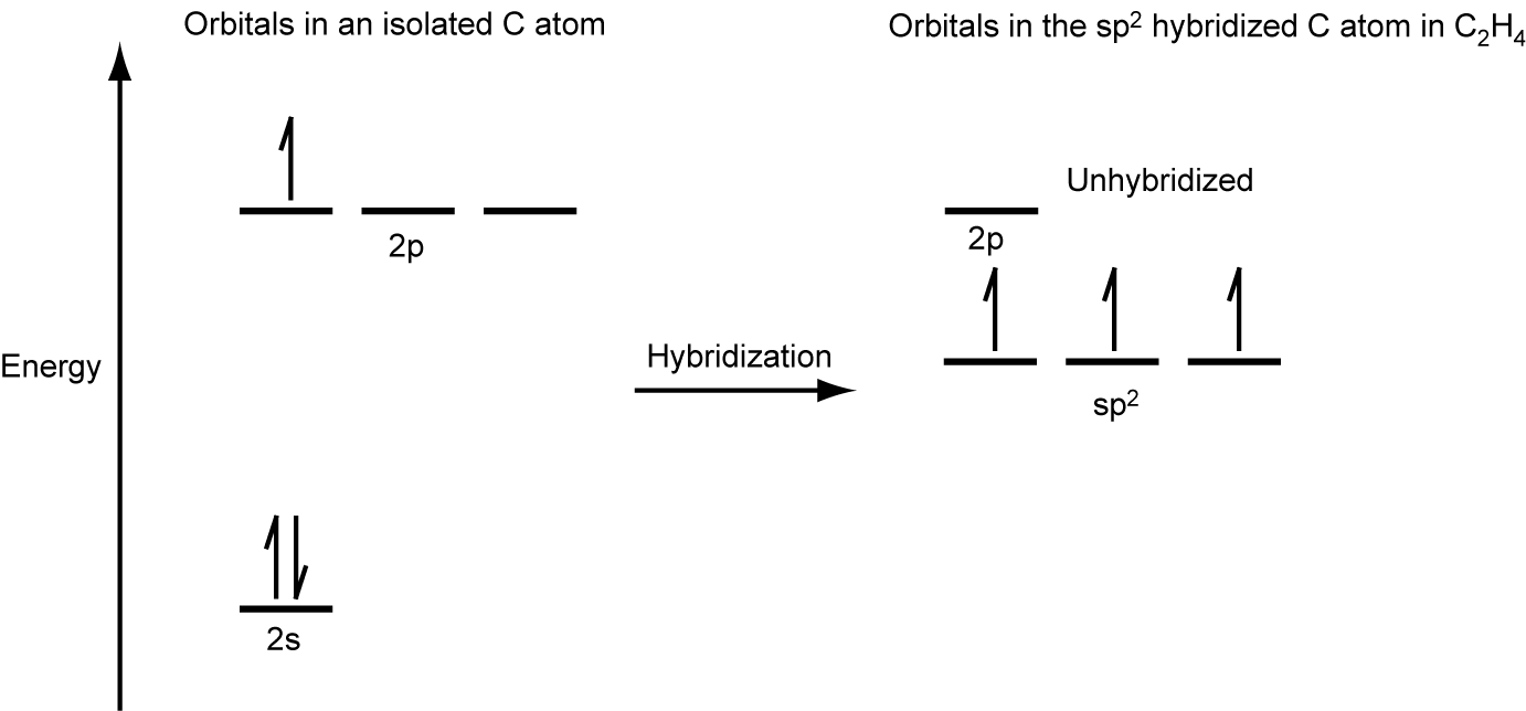 A diagram is shown in two parts, connected by a right facing arrow labeled, “Hybridization.” The left diagram shows an up-facing arrow labeled, “E.” To the lower right of the arrow is a short, horizontal line labeled, “2 s,” that has two vertical half-arrows facing up and down on it. To the upper right of the arrow are a series of three short, horizontal lines labeled, “2 p.” Above both sets of lines is the phrase, “Orbitals in an isolated C atom.” Two of the lines have vertical, up-facing arrows drawn on them. The right side of the diagram shows three short, horizontal lines placed halfway up the space and each labeled, “s p superscript 2.” An upward-facing half arrow is drawn vertically on each line. Above these lines is one other short, horizontal line, labeled, “p.” Above both sets of lines is the phrase, “Orbitals in the s p superscript 2 hybridized C atom in C subscript 2 H subscript 4.”