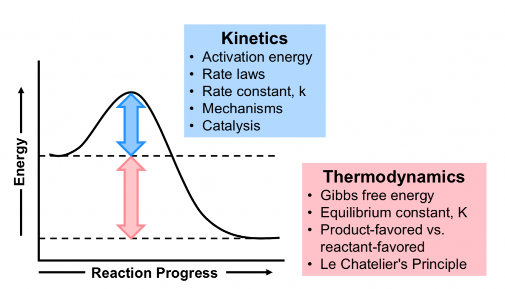 A reaction is shown with a graph below. The reaction has reactants “A” with equilibrium arrows to products “B”. Above the equilibrium arrows is “Stability, K”. The graph is shown with the label, “Reaction coordinate,” on the x-axis and the label, “Free Energy,” on the y-axis. Approximately half-way up the y-axis, a short portion of a red concave down curve which has a horizontal line extended from it across the graph. There is a horizontal black dashed line connecting the start of the red curve to the y-axis. The left end of this line is labeled “reactants A” The red concave down curve extends upward to reach a maximum near the height of the y-axis. There is a horizontal black dashed line connecting the maxiumum of this curve to the y-axis. A double-sided arrow connects these two black dashed lines and is labeled “activation energy (E subscript A) kinetics. From the peak, the curve continues downward to a second horizontally flattened region well below the origin of the curve near the x-axis. This flattened region is labeled “products B.” A third horizontal black dashed line connects the end of the red curve to the y-axis. A second double sided arrow is drawn between the two horizontal black dashed lines representing the start and end of the curve and is labeled, “free energy change (delta G) thermodynamics.”