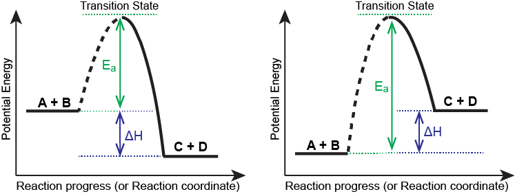 A graph is shown with the label, “Extent of reaction,” bon the x-axis and the label, “Potential energy,” on the y-axis. Above the x-axis, a portion of a dashed curve is labeled “A plus B.” From the right end of this region, the concave down curve continues upward to reach a maximum near the height of the y-axis. The peak of this curve is labeled, “Transition state.” A double sided arrow extends from a dashed horizontal line that originates at the y-axis at a common endpoint with the curve to the peak of the curve. This arrow is labeled “E subscript a.” A second horizontal dashed line segment is drawn from the right end of the black curve left to the vertical axis at a level significantly lower than the initial “A plus B” labeled end of the curve. The end of the curve that is shared with this segment is labeled, “C plus D.” The curve, which was initially dashed, continues as a solid curve from the maximum to its endpoint at the right side of the diagram. A second double sided arrow is shown. This arrow extends between the two dashed horizontal lines and is labeled, “capital delta H.”