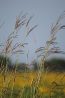 Big-Bluestem-2-65x98.jpg