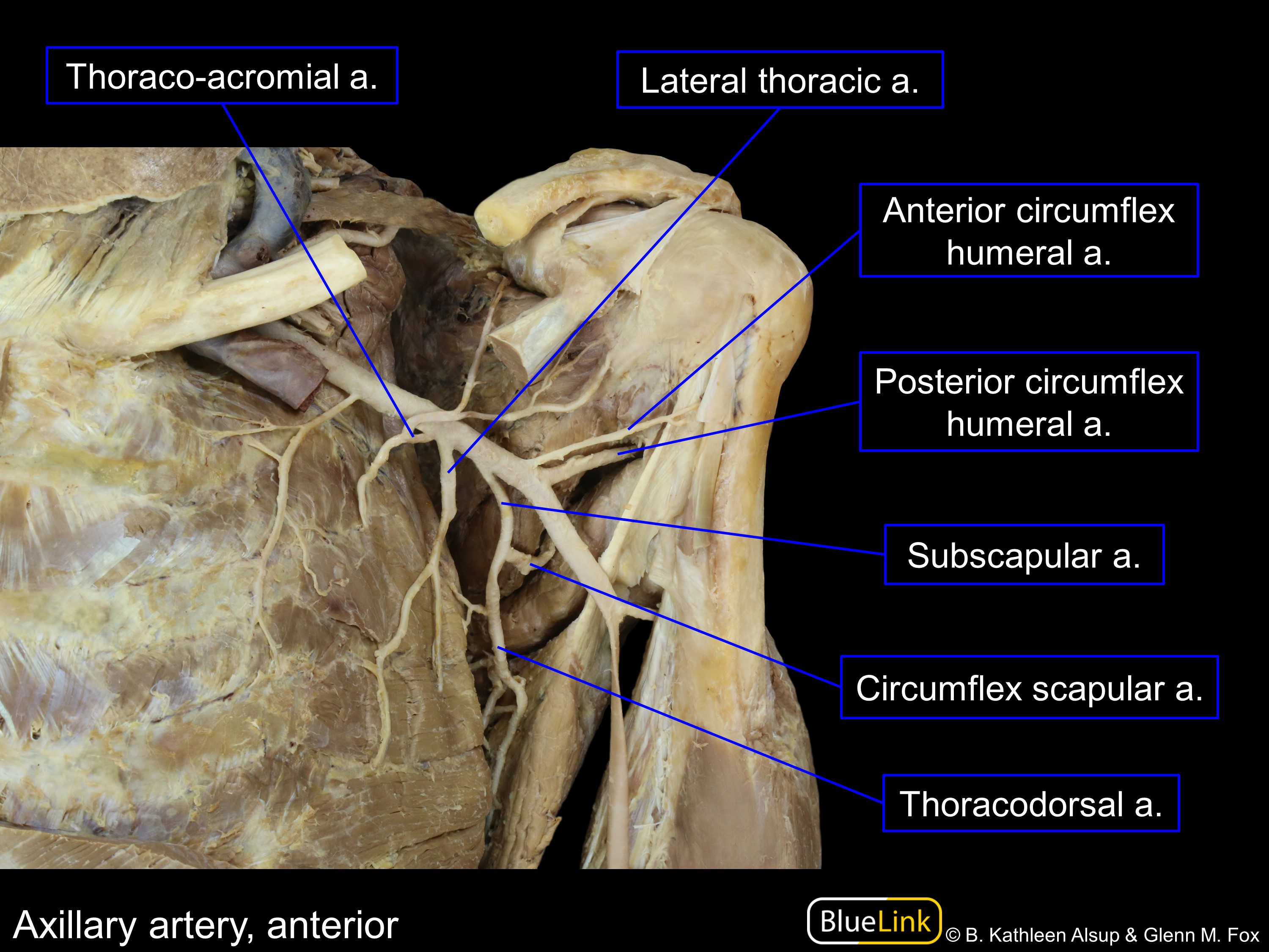 lateral thoracic artery