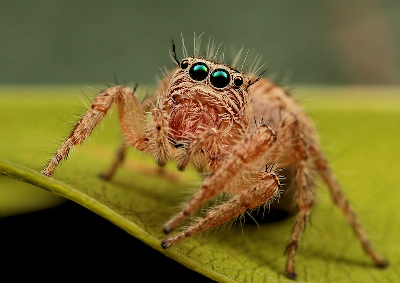 Jumping spider