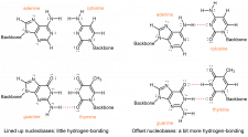 Day 16: DNA and Lipids – Chemistry 109, Fall 2020