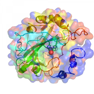 Image of HCAII generated in PyMOL