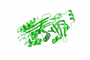 PyMOL cartoon representation of the ovalbumin protein