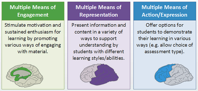 Universal Design for Learning Principles: multiple means of engagement, multiple means of representation, multiple means of action/expression. Image shows the part of the brain associated with these three principles.