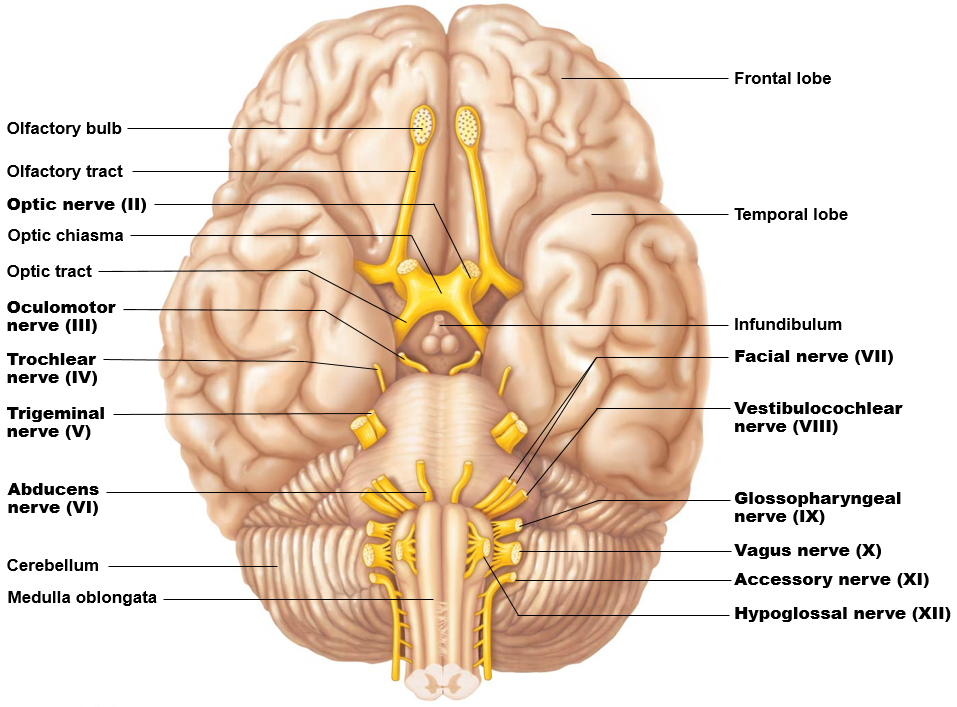 what-is-the-structure-and-function-of-the-olfactory-nerve-cranial