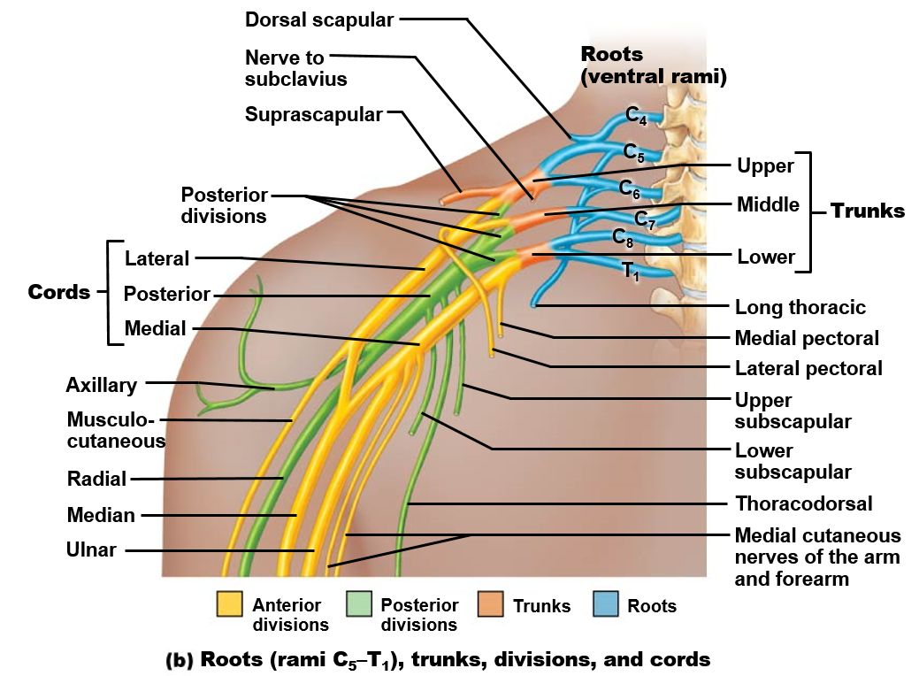 lateral thoracic artery diagram