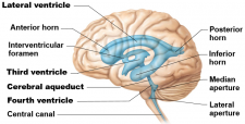 The Brain – Virtual Human Anatomy Lab Manual