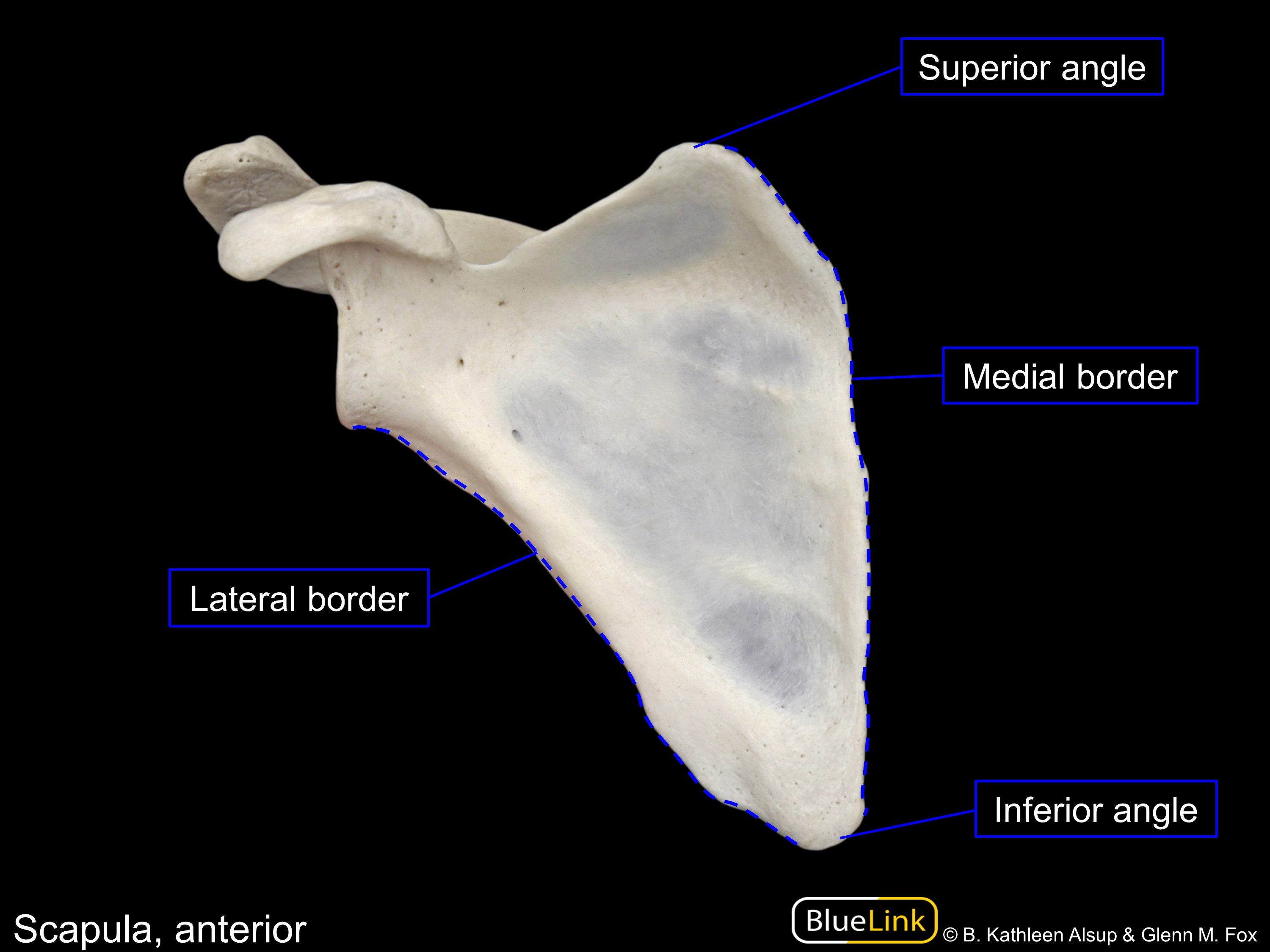 BlueLink - 3D model humerus