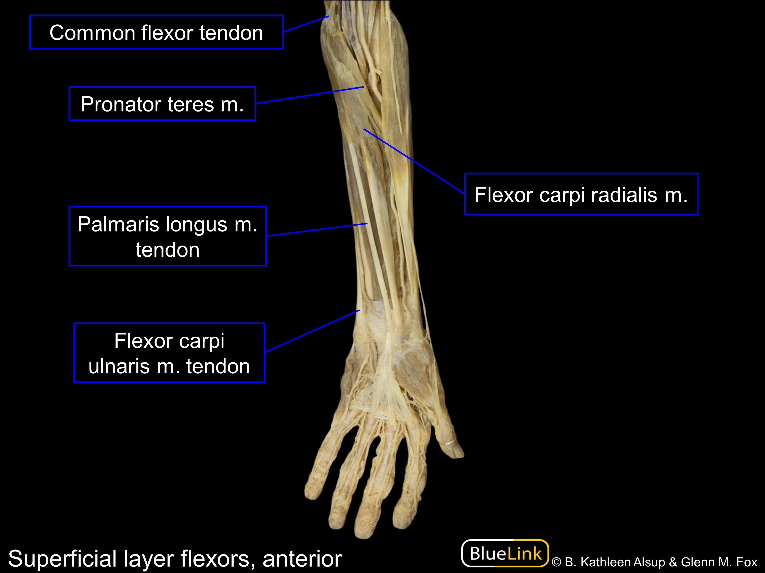 Muscles Of The Anterior Forearm The Hand Virtual Human Anatomy Lab Manual