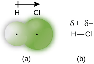 Two diagrams are shown and labeled “a” and “b.” Diagram a shows a small sphere labeled, “H” and a larger sphere labeled, “C l” that overlap slightly. Both spheres have a small dot in the center. Diagram b shows an H bonded to a C l with a single bond. A dipole and a positive sign are written above the H and a dipole and negative sign are written above the C l. An arrow points toward the C l with a plus sign on the end furthest from the arrow’s head near the H.