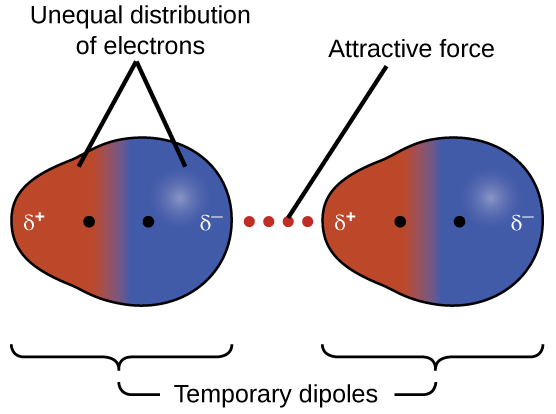 Two pairs of molecules are shown where each molecule has one larger blue side labeled “delta sign, negative sign” and a smaller red side labeled “delta sign, positive sign.” Toward the middle of the both molecules, but still on each distinct side, is a black dot. Between the two images is a dotted line labeled, “Attractive force.” In the first image, the red and blue sides are labeled, “Unequal distribution of electrons.” Below both images are brackets. The brackets are labeled, “Temporary dipoles.”