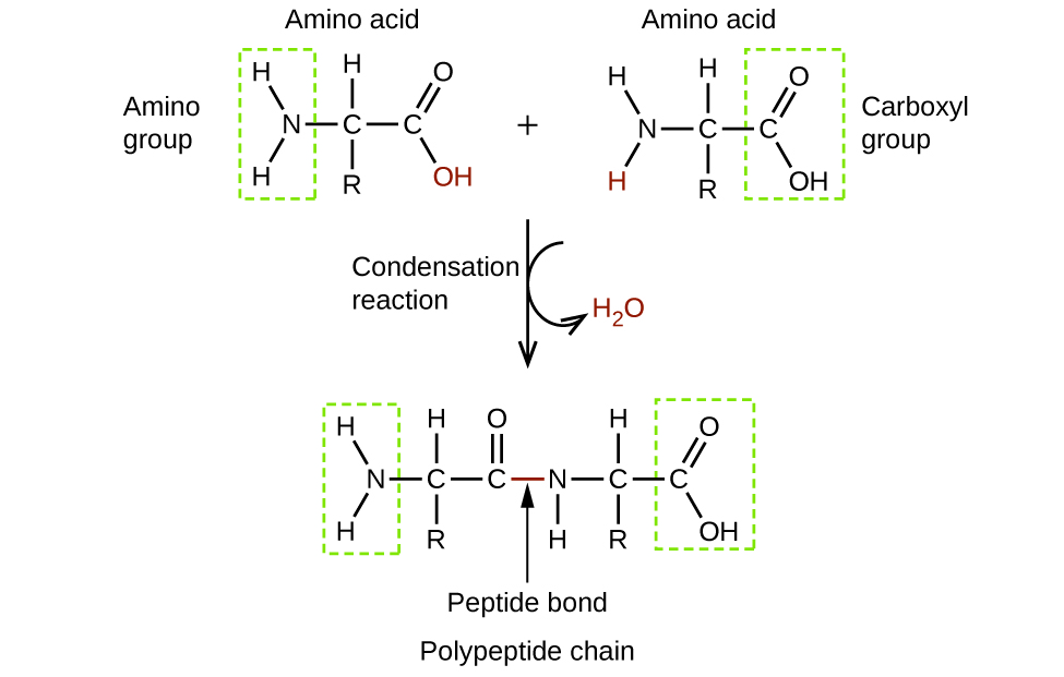 This figure shows two amino acid molecules. These molecules have two singly bonded carbon atoms to which an amino group is bonded on <a href=