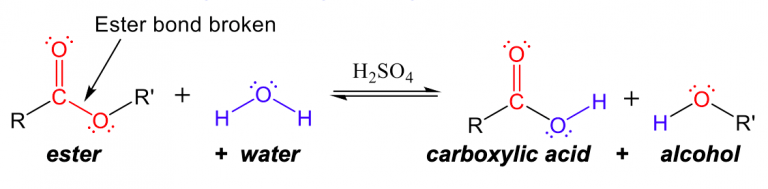 M12Q6: Condensation and Hydrolysis Reactions – Chem 103/104 Resource Book