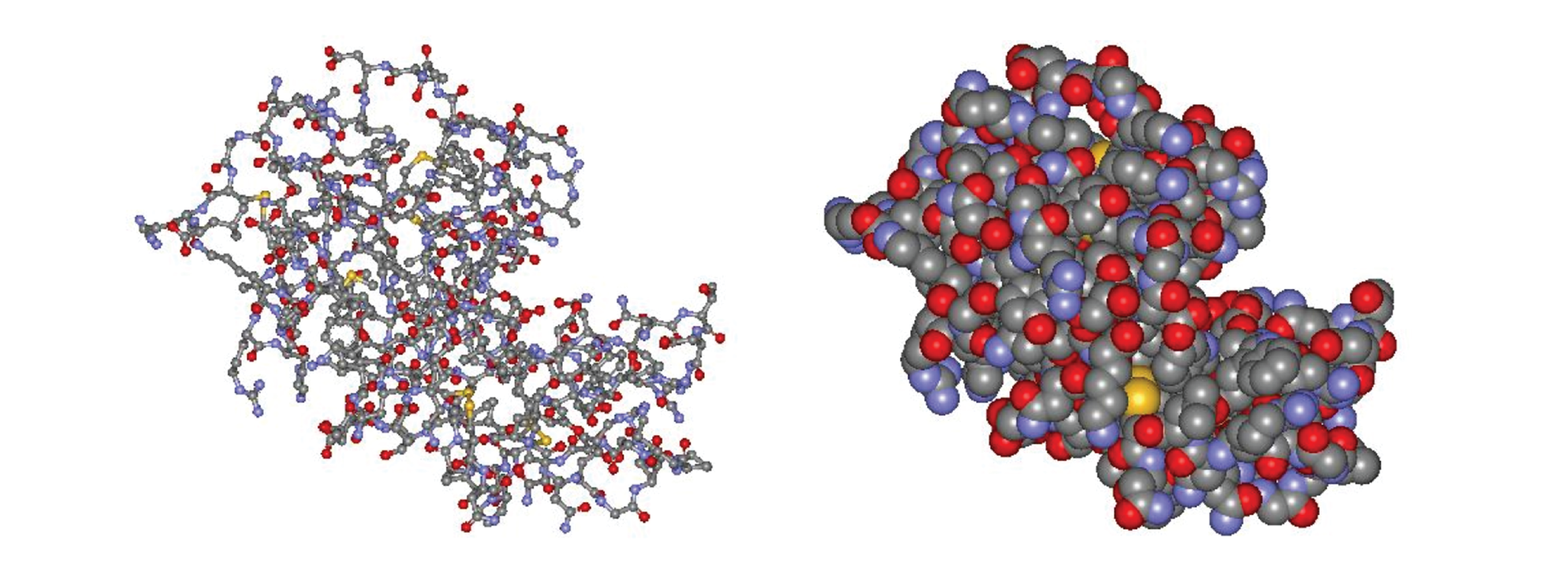 Ball-and-stick (left) and spacefilling (right) models of lysozyme, an enzyme. Both models show a large globular protein with and indentation (cleft) in the middle of the right-hand side.