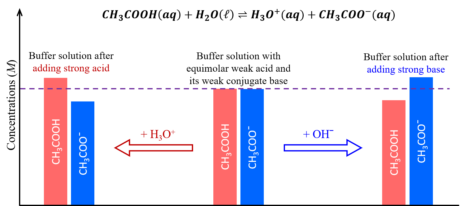 This figure begins with a chemical reaction at the top: C H subscript 3 C O O H ( a q ) plus H subscript 2 O ( l ) equilibrium arrow H subscript 3 O superscript positive sign ( a q ) plus C H subscript 3 C O O superscript negative sign ( a q ). Below this equation are two arrows: one pointing left and other pointing right. The arrow pointing left has this phrase written above it, “H subscript 3 O superscript positive sign added, equilibrium position shifts to the left.” Below the arrow is the reaction: C H subscript 3 C O O H ( a q ) left-facing arrow C H subscript 3 C O O superscript negative sign ( a q ) plus H subscript 3 O superscript positive sign. The arrow pointing right has this phrase written above it, “O H subscript negative sign added, equilibrium position shifts to the right.” Below the arrow is the reaction: O H superscript negative sign plus C H subscript 3 C O O H ( a q ) right-facing arrow H subscript 2 O ( l ) plus C H subscript 3 C O O superscript negative sign ( a q ). Below all the text is a figure that resembles a bar graph. In the middle are two bars of equal height. One is labeled, “C H subscript 3 C O O H,” and the other is labeled, “C H subscript 3 C O O superscript negative sign.” There is a dotted line at the same height of the bars which extends to the left and right. Above these two bars is the phrase, “Buffer solution equimolar in acid and base.” There is an arrow pointing to the right which is labeled, “Add O H superscript negative sign.” The arrow points to two bars again, but this time the C H subscript 3 C O O H bar is shorter than that C H subscript 3 C O O superscript negative sign bar. Above these two bars is the phrase, “Buffer solution after addition of strong base.” From the middle bars again, there is an arrow that points left. The arrow is labeled, “Add H subscript 3 O superscript positive sign.” This arrow points to two bars again, but this time the C H subscript 3 C O O H bar is taller than the C H subscript 3 C O O superscript negative sign bar. These two bars are labeled, “Buffer solution after addition of strong acid.”