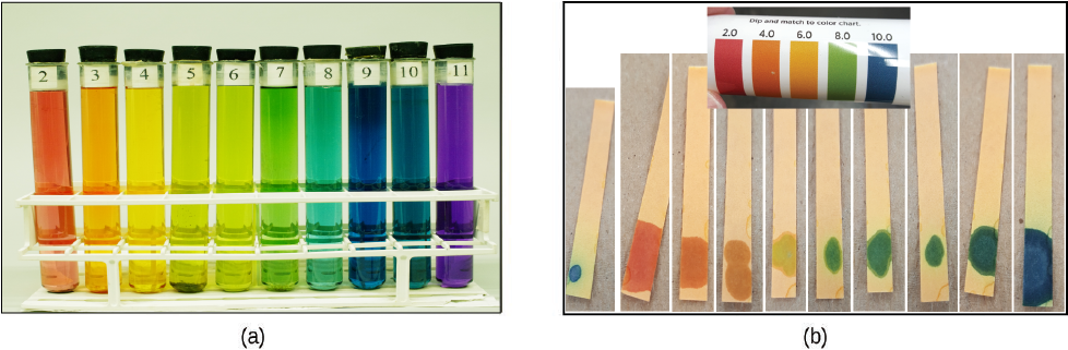 This figure contains two images. Image a shows a variety of colors of solutions in labeled test tubes labeled with p H values from 2 to 11. p H 2 is dark orange. p H 3 is lighter orange. p H 4 is yellow. p H 5 is yellow green. p H 6 is pale green. p H 7 is darker green. p H 8 is light blue green. p H 9 is dark blue. p H 10 is medium-density blue. p H 11 is purple. Image b shows a color scale for paper that is used for measuring p H in the range from 2 to 10. Colors are p H 2, red-orange; p H 4 orange; p H 6 pale orange; p H 8 green; and p H 10 blue. (These are different from the colors in the test tubes.) Several test strips that have been moistened with a drop of solution to evaluate the solution's p H are also shown; these range in color from red-orange to blue.