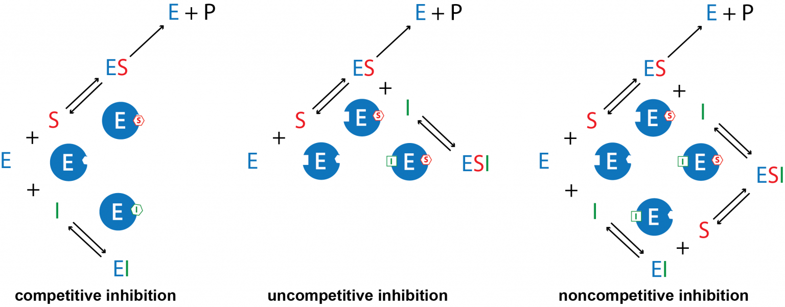 D38.3 Enzyme Denaturation and Inhibitors Chemistry 109 Fall 2021