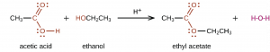 A chemical reaction is shown. On the left, a C H subscript 3 group bonded to a red C atom. The C atom forms a double bond with an O atom which is also in red. The C atom is also bonded to an O atom which is bonded to an H atom, also in red. A plus sign is shown, which is followed by H O C H subscript 2 C H subscript 3. The H O group is in red. Following a reaction arrow with H-plus above the arrow, a C H subscript 3 group is shown which is bonded to a red C atom with a double bonded O atom and a single bonded O. To the right of this single bonded O atom, a C H subscript 2 C H subscript 3 group is attached and shown in black. This structure is followed by a plus sign and red H subscript 2 O. The O atoms in the first structure on the left and the structure following the reaction arrow have two pairs of electron dots.