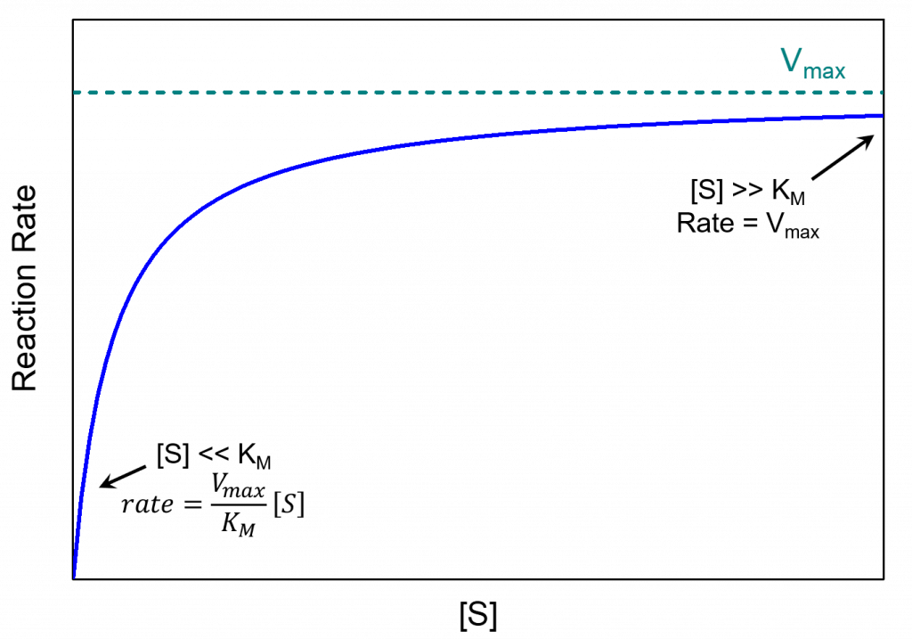 D38.2 Enzyme Kinetics: Michaelis-Menten Mechanism – Chemistry 109 Fall 2021