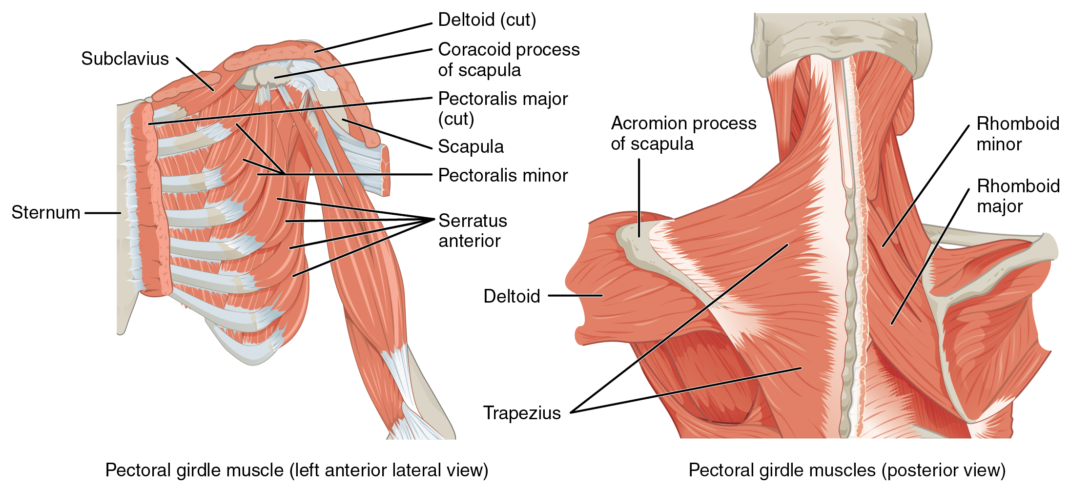 The left panel shows the anterior lateral view of the pectoral girdle muscle, and the right panel shows the posterior view of the pectoral girdle muscle.