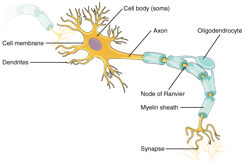 This illustration shows the anatomy of a neuron. The neuron has a very irregular cell body (soma) containing a purple nucleus. There are six projections protruding from the top, bottom and left side of the cell body. Each of the projections branches many times, forming small, tree-shaped structures protruding from the cell body. The right side of the cell body tapers into a long cord called the axon. The axon is insulated by segments of myelin sheath, which resemble a semitransparent toilet paper roll wound around the axon. The myelin sheath is not continuous, but is separated into equally spaced segments. The bare axon segments between the sheath segments are called nodes of Ranvier. An oligodendrocyte is reaching its two arm like projections onto two myelin sheath segments. The axon branches many times at its end, where it connects to the dendrites of another neuron. Each connection between an axon branch and a dendrite is called a synapse. The cell membrane completely surrounds the cell body, dendrites, and its axon. The axon of another nerve is seen in the upper left of the diagram connecting with the dendrites of the central neuron.